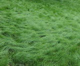 No Mow Lawn Grass Seed, Dwarf Fine Fescue Mix, Low Maintenance Lawn Seed