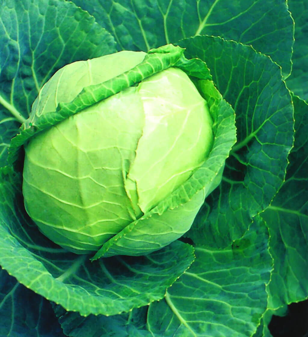 Cabbage Seed , Late Flat Dutch Cabbage Seed, 250 Seed Pack, NON-GMO Vegetable