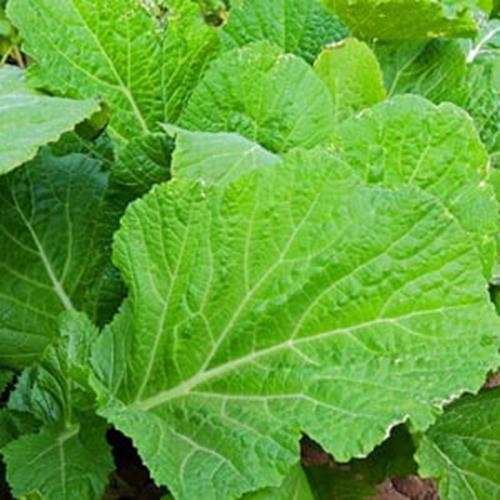 Mustard Seeds, Florida Broadleaf Mustard Seed, NON-GMO, Heirloom Seed, –  Starting Gardens