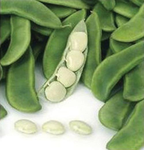 Lima Bean Seed, Fordhook Bush Lima Bean Seed, Heirloom Lima Bean Seed