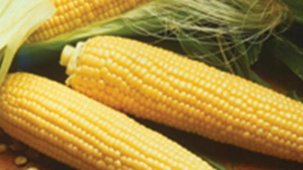 Golden Queen Sweet Corn, Hybrid Sweet Corn, Yellow Corn, NON GMO, 50 Seed Pack