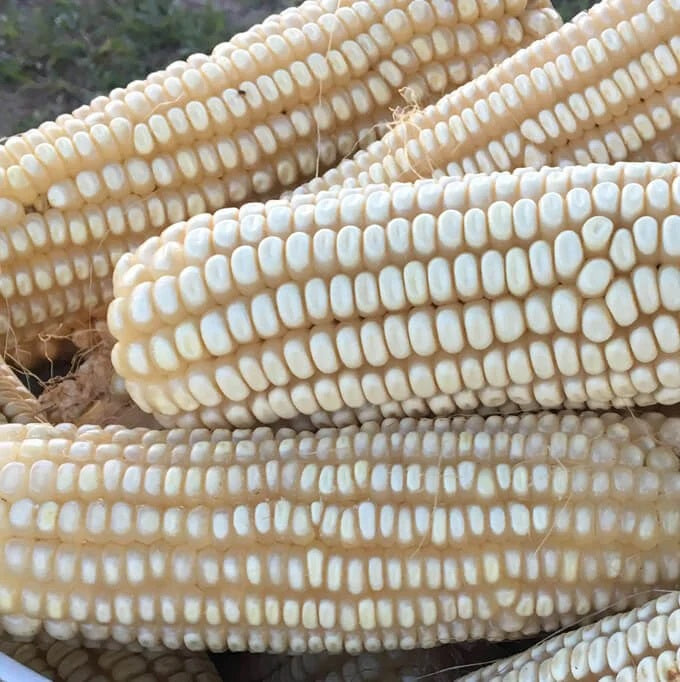 HIckory King White Corn, Heirloom, NON-GMO, Field Corn, 1/4 Lb