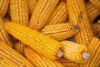 HIckory King Corn, Heirloom, NON-GMO, Yellow Field Corn, 1/4 Lb Pack, 250 Seeds
