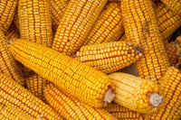 HIckory King Corn, Heirloom, NON-GMO, Yellow Field Corn, 1 oz or 50+ seeds