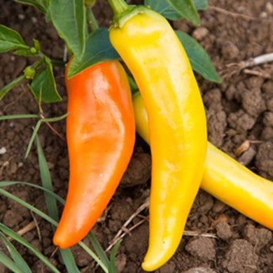 Hungarian Hot Wax Pepper Seed, 50 Seed Pack, Heirloom Hot Pepper Seed