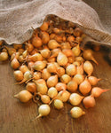 Onion Sets, Bulbs, Yellow Ebenezer Onions, Approx. 40-70 Sets or Bulbs