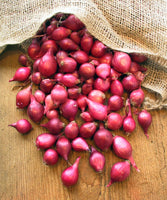 Red Onion Bulbs, Onion Sets,  Red Onions,  12 Oz. Pack, Approx, 50-70 Bulbs