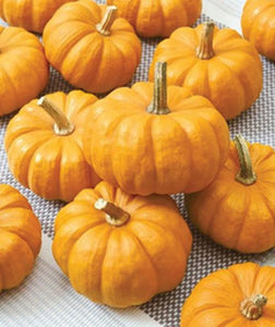 small pumpkin seeds for planting Jack Be Little Pumpkin Seed, NON-GMO Pumpkin Seed, Mini Pumpkin Seeds, – Starting Gardens
