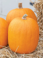 Pumpkin Seed, Jack O Lantern Pumpkin Seed, Halloween Jack O'Lantern Seed, 20 S