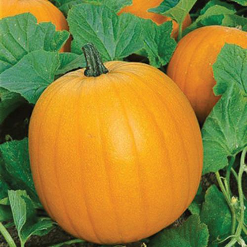 Pumpkin Seed, Jack O Lantern Pumpkin Seed, Halloween Jack O'Lantern Seed, 20 S