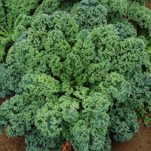 Kale, Dwarf Blue Curled Scotch, Heirloom, NON-GMO Kale Seed, 250 Seed Pack