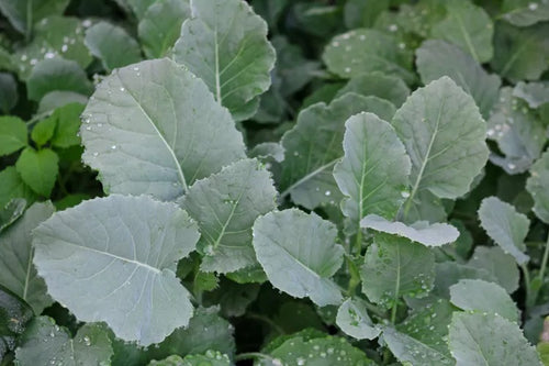 Kale Seeds, Spring or Summer Smooth Leaf, NON-GMO, Heirloom, 250 Seeds Kale