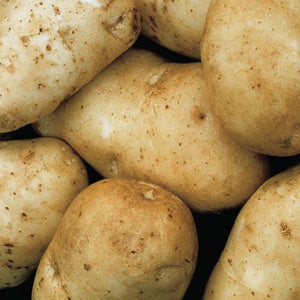 Seed Potato, White Kennebec, (5 lbs.), Certified Seed White Seed Potatoes