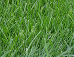 Kentucky 31 Tall Fescue, Grass Seed,  (5 Lb. pack), Kentucky 31 Field and Turf