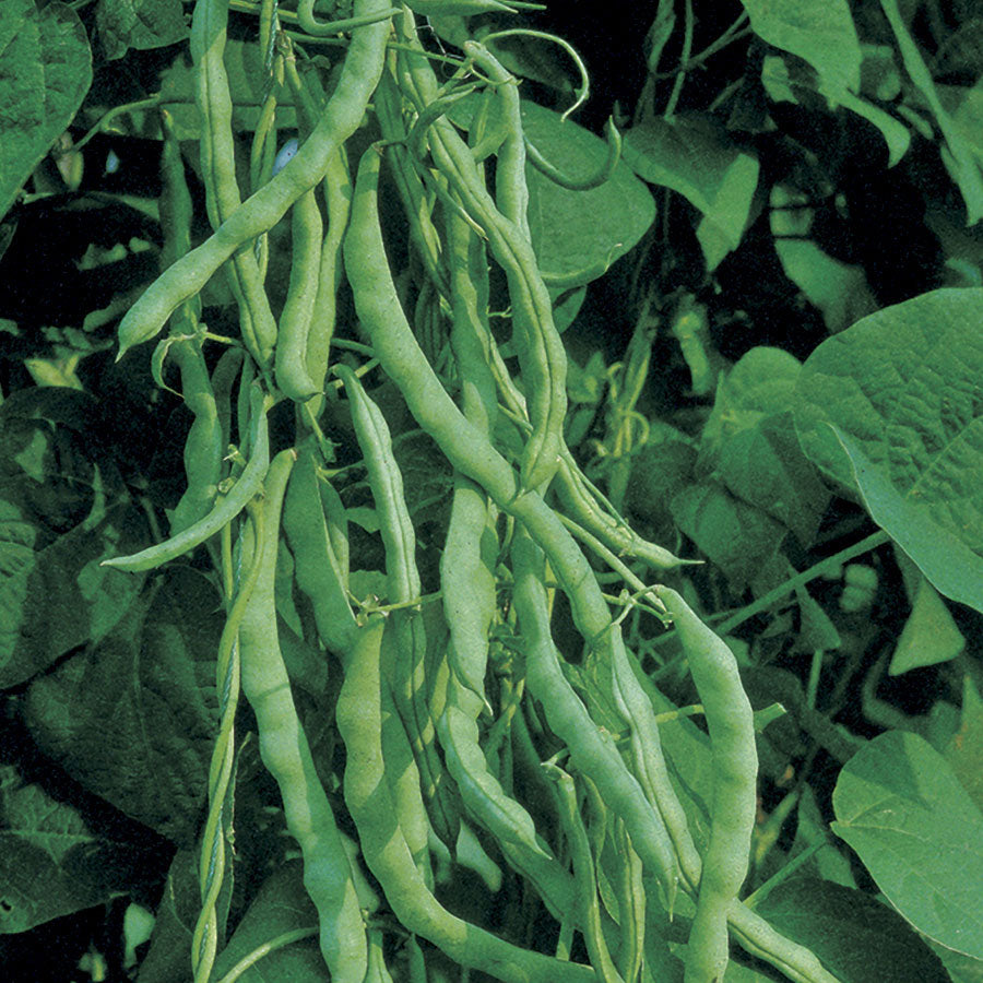 Kentucky Wonder Bush Bean 125 Seed , 1 lb., Heirloom, Open Pollinated, USA Grown