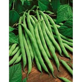 Kentucky Wonder Pole Bean Seed , 1 lb., Heirloom, Open Pollinated, USA Grown-Starting Gardens
