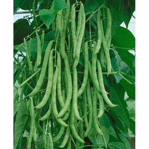 Kentucky Wonder Pole Bean Seed , 1/2 lb., Heirloom, Open Pollinated, USA Grown-Starting Gardens