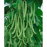 Kentucky Wonder Pole Bean Seed , 1/2 lb., Heirloom, Open Pollinated, USA Grown-Starting Gardens