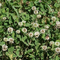 Ladino Clover Seed, White Ladino Clover Seed, Perennial, Not Coated or Treated
