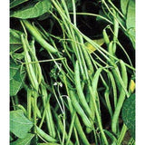Mountain Half Runner Bean Seed, 1 Pound, Heirloom, Non GMO, USA Grown-Starting Gardens
