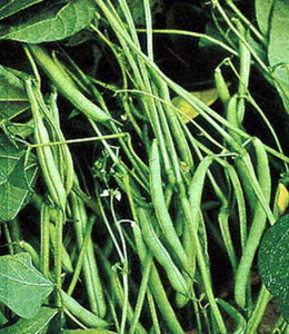 Mountain Half Runner Bean Seed, 1/4 Pound, Heirloom, Non GMO, USA Grown