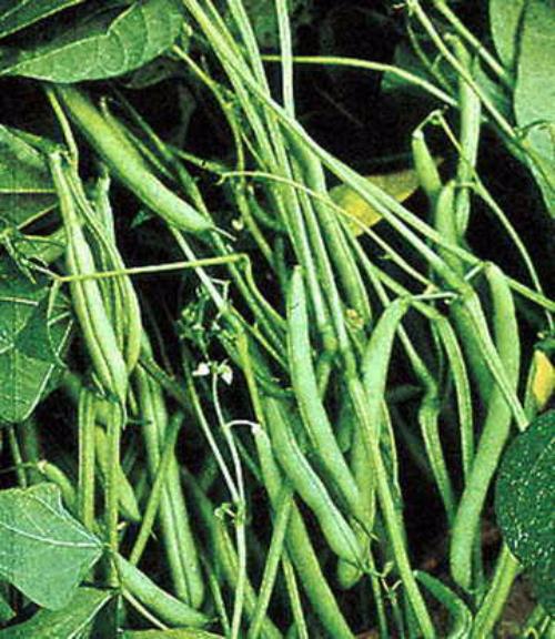 Mountain Half Runner Bean Seed, 1 oz. Pack (75-100 Seeds), Heirloom,  USA Grown