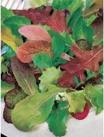 Musclun Mix Lettuce Seed, NON-GMO Lettuce Seed, 500+ Seed Packet