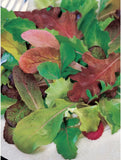 Musclun Mix Lettuce Seed, NON-GMO Lettuce Seed, 500+ Seed Packet