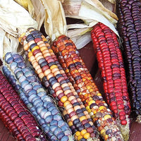 Ornamental Indian Corn, Indian Corn Seeds, 50+ Seeds, Heirloom, NON-GMO Variety