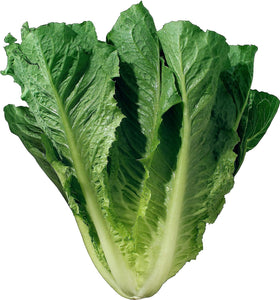 Romaine Lettuce Seeds, Romaine Parris Island COS Lettuce Seeds, , 1000 Seeds