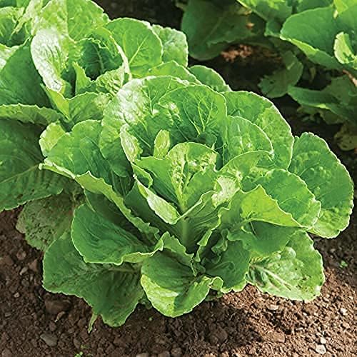 Romaine Lettuce Seeds, Romaine Parris Island COS Lettuce Seeds, , 1000 Seeds