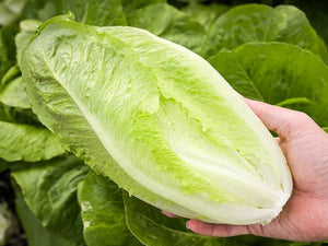 Romaine Lettuce Seeds, Romaine Parris Island COS Lettuce Seeds, , 1000 Seeds