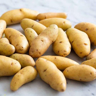 Fingerling Banana Seed Potato, 3 lbs., Certified Maine Fingerling Potato Seed