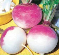 Purple Top Turnip Seed, NON-GMO, Heirloom Turnip Seed, Multiple Pack Sizes