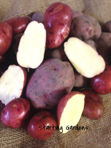 Red La Soda Seed Potato, 5 lbs., Minnesota Grown and Certified Red LaSoda Potato