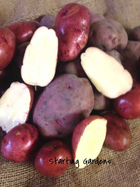 Adirondack Red Potato