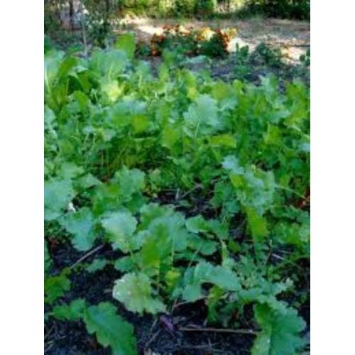 Seven Top Turnip Seed, 1 Pound, Best For Greens, Heirloom, USA-Starting Gardens