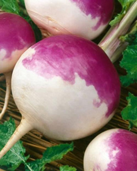 Seven Top Turnip Seed, NON-GMO, Heirloom Turnip Seed, 500 Seeds