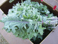 Kale, Dwarf Siberian Improved, Heirloom, NON-GMO Kale Seed, 250 Seed Pack
