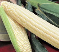 Silver Queen Corn Seed, USA Grown, Treated Seed, NON GMO, 440-880 Seeds