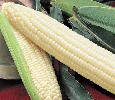 Silver Queen Corn Seed, USA Grown, Treated Seed, NON GMO, 50 Seeds