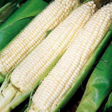 Silver Queen Corn Seed, USA Grown, Treated Seed, NON GMO, 440-880 Seeds