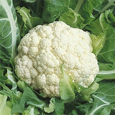 Cauliflower Seed, Snowball Cauliflower Seeds, 200+ Seeds, Heirloom, NON-GMO