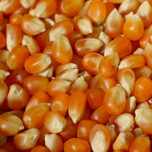 Popcorn, South American Popcorn, Dynamite Popcorn, Heirloom, 1 Oz., 175-180 Seed