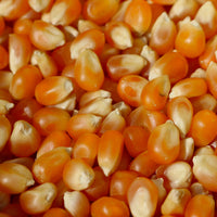 Popcorn, South American Popcorn, Dynamite Popcorn, Heirloom, 1 Oz., 175-180 Seed