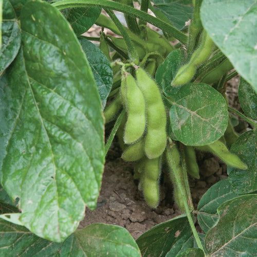 Soy Bean Seed, Edamame Midori Giant Soy Bean Seed, 20 Seeds, NON-GMO