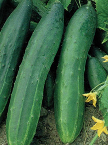 Space Master Bush Cucumber, Heirloom, NON-GMO Seeds, 25 Bush Cucumber Seeds