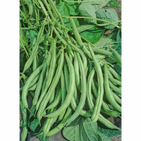 Volunteer Half Runner Bean Seed, Heirloom, Non GMO, USA Grown, Stringless Bean
