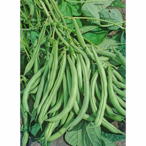 State Half Runner Bean Seed, 1 oz. Pack (75-100 Seeds), Heirloom, NON GMO, USA