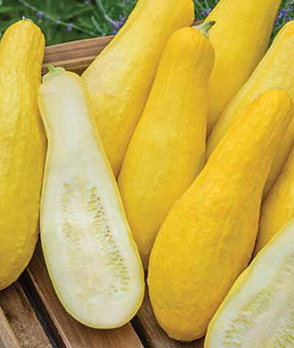 Straightneck Squash Seed, Heirloom, NON-GMO, Yellow Squash, 25 Seeds